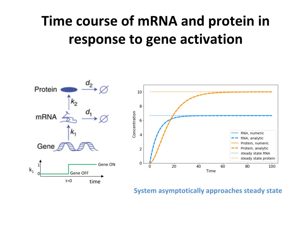 time course of mrna and protein in response