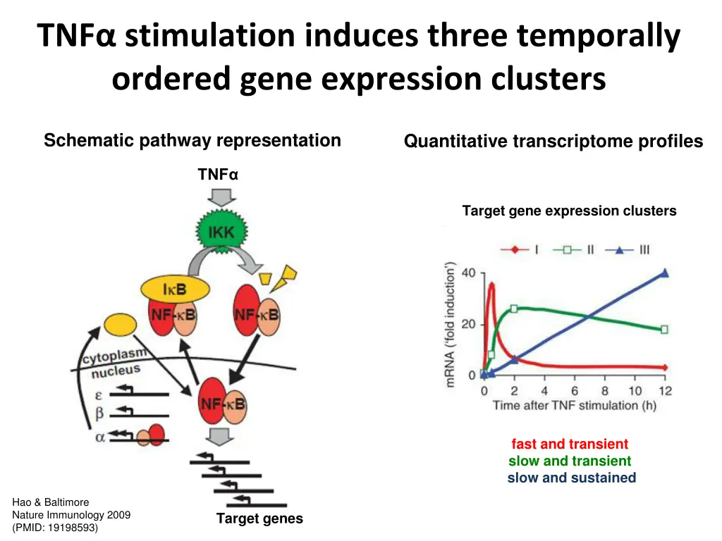 tnf stimulation induces three temporally ordered