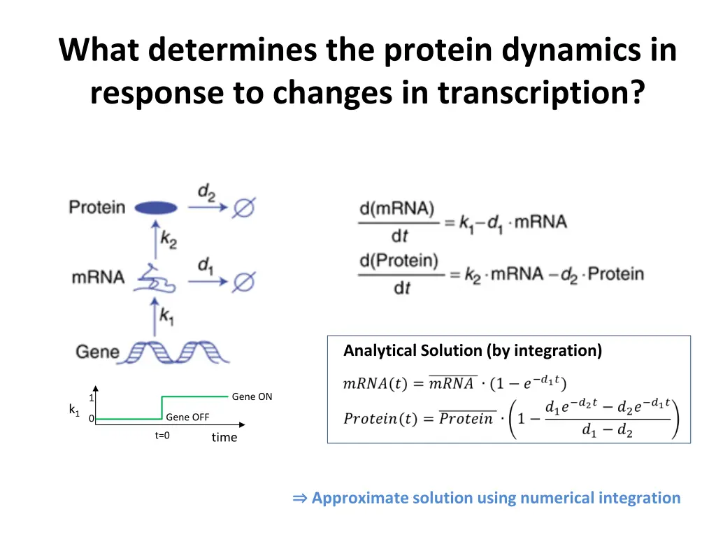 what determines the protein dynamics in response
