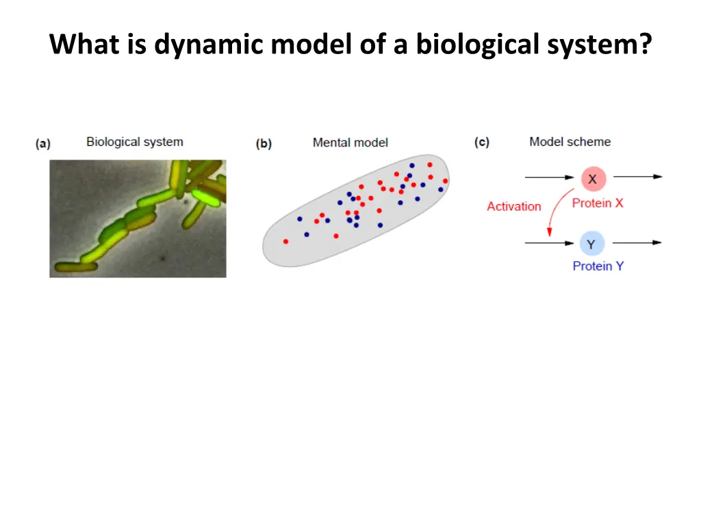 what is dynamic model of a biological system