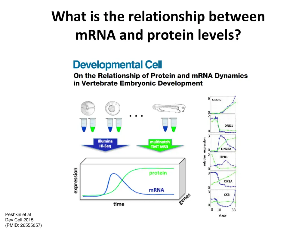 what is the relationship between mrna and protein