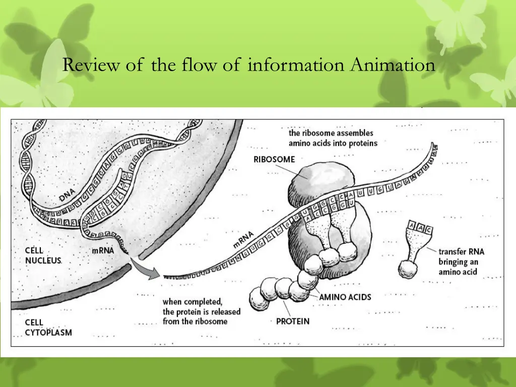 review of the flow of information animation