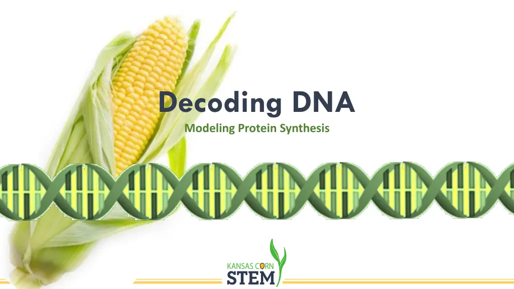 decoding dna modeling protein synthesis 1