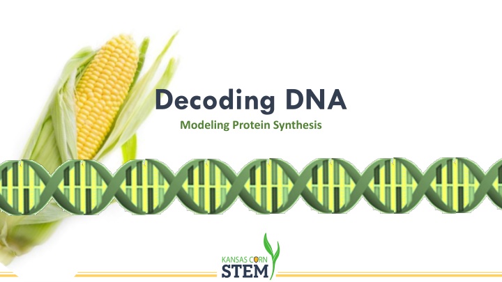 decoding dna modeling protein synthesis