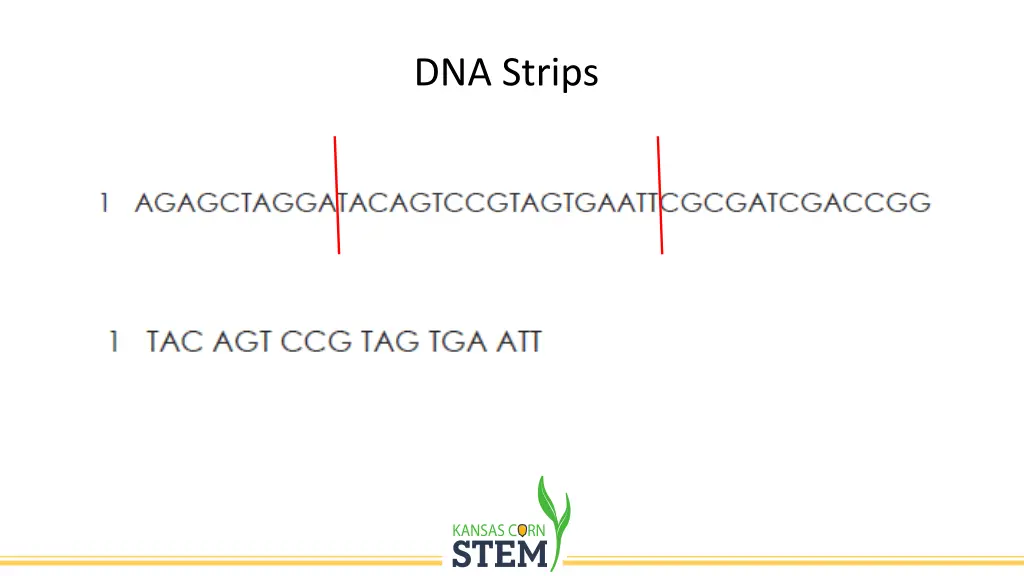 dna strips