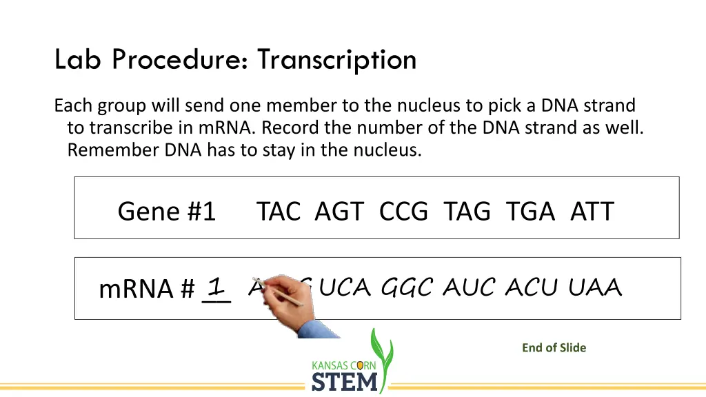 lab procedure transcription