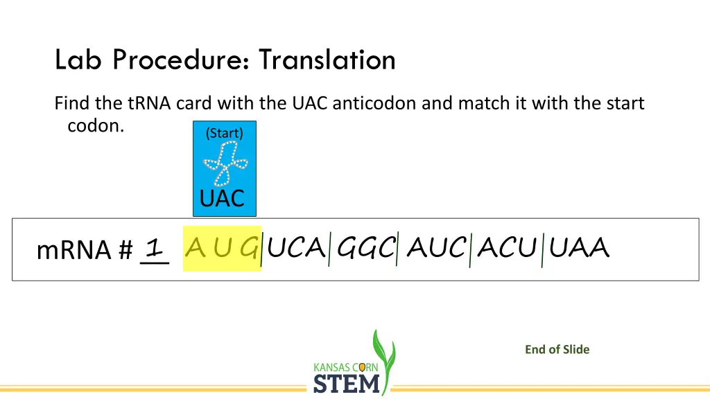 lab procedure translation 1