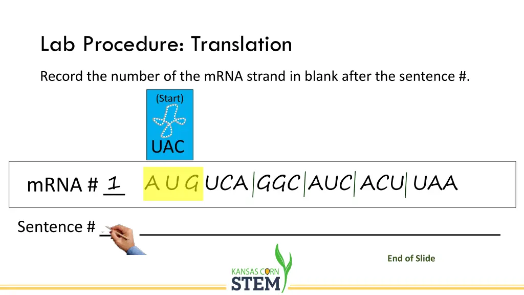 lab procedure translation 2