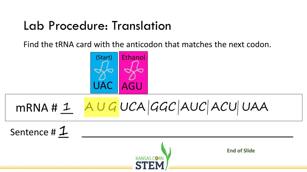 lab procedure translation 3