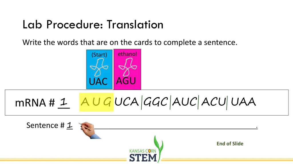 lab procedure translation 4