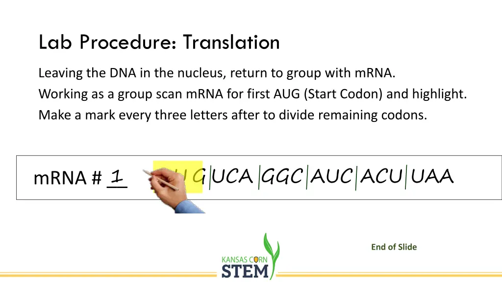 lab procedure translation