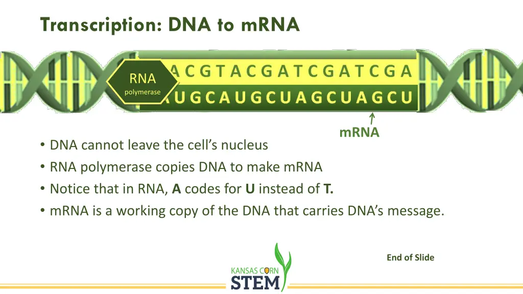 transcription dna to mrna