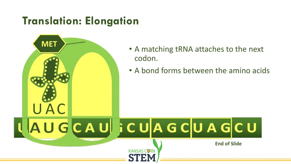 translation elongation