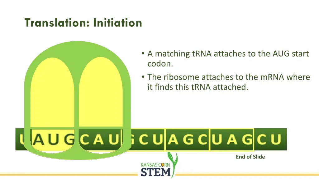 translation initiation