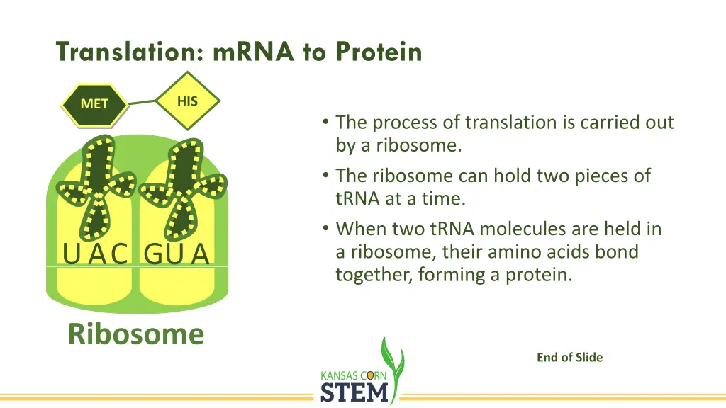 translation mrna to protein 1