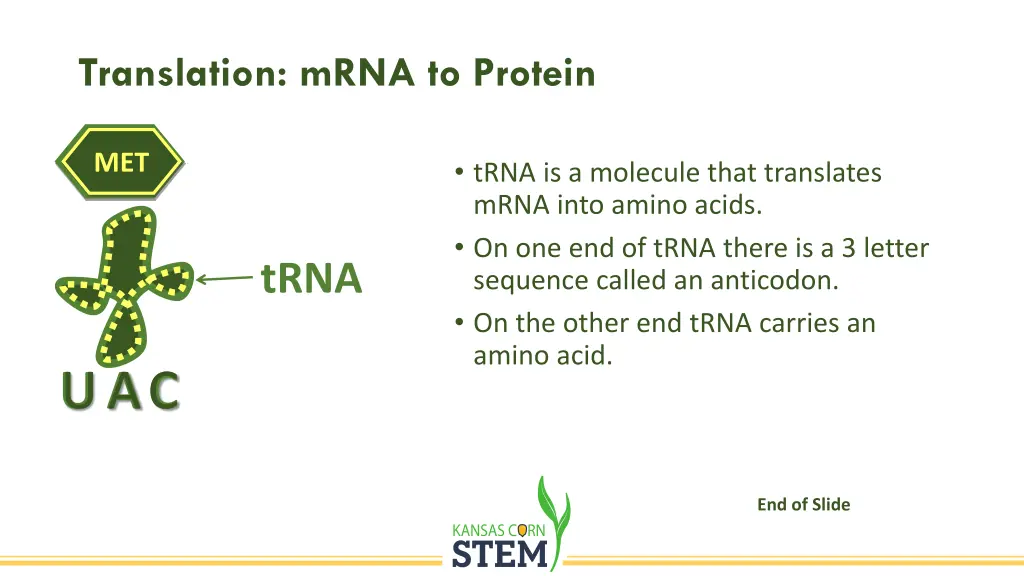 translation mrna to protein