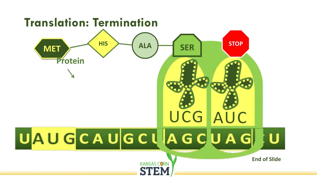 translation termination 1