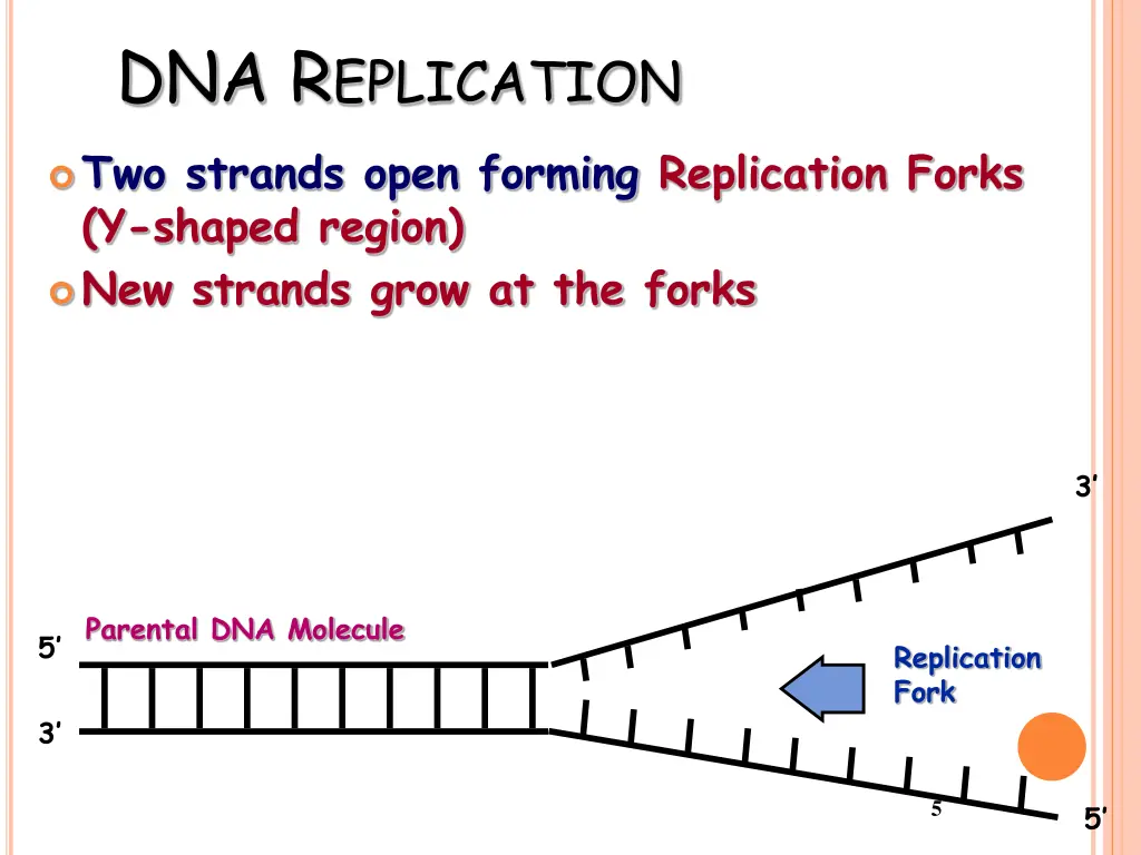 dna r eplication
