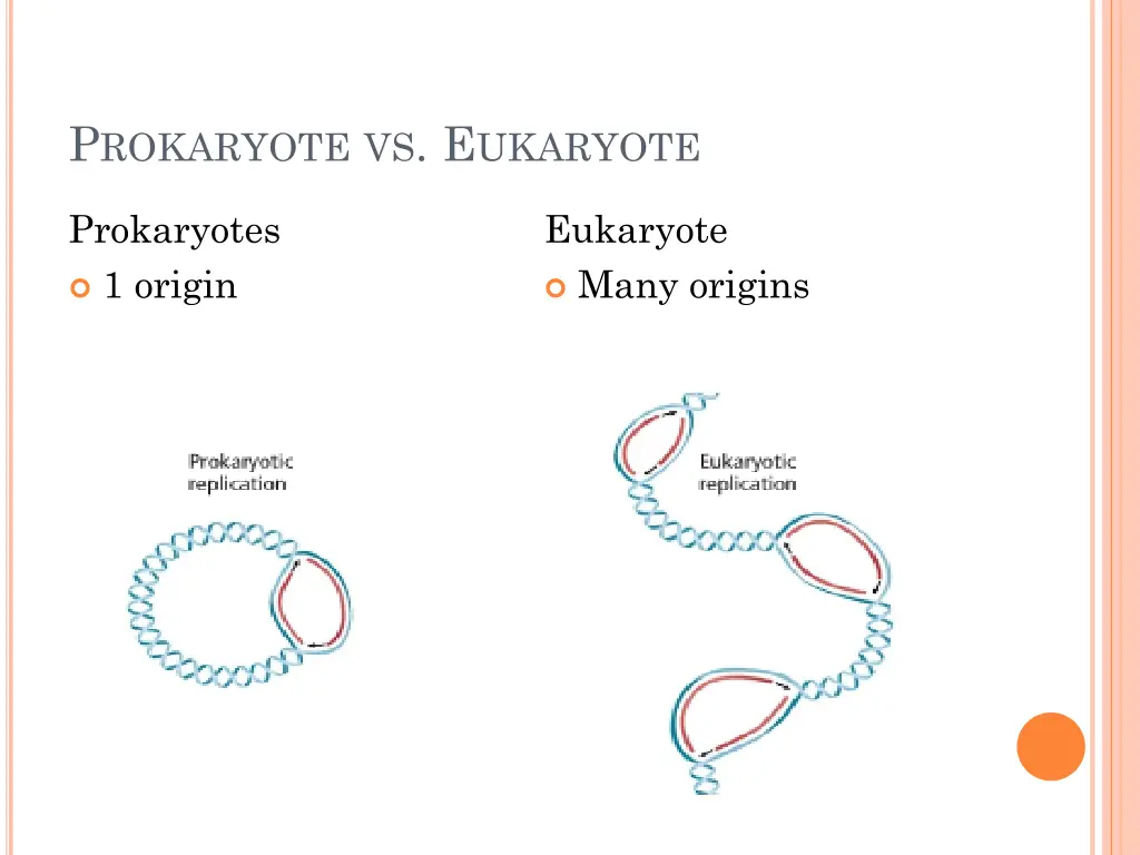 p rokaryote vs e ukaryote