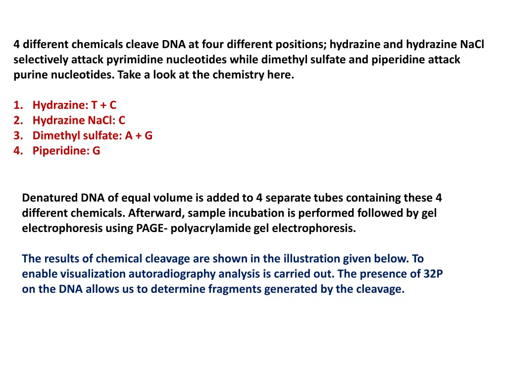 4 different chemicals cleave dna at four