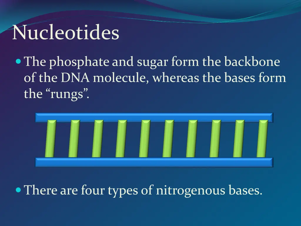 nucleotides 1