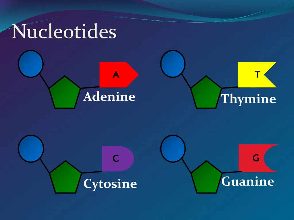 nucleotides 2