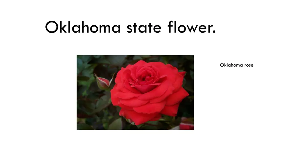 oklahoma state flower