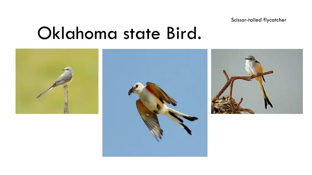 scissor tailed flycatcher