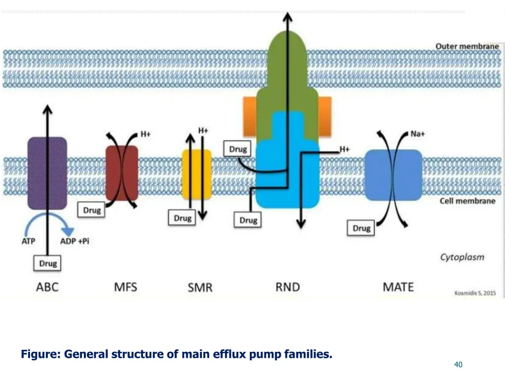 figure general structure of main efflux pump
