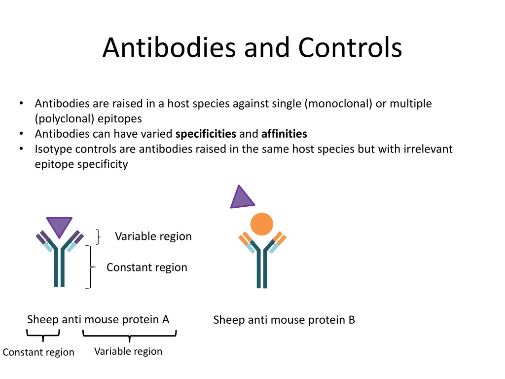 antibodies and controls