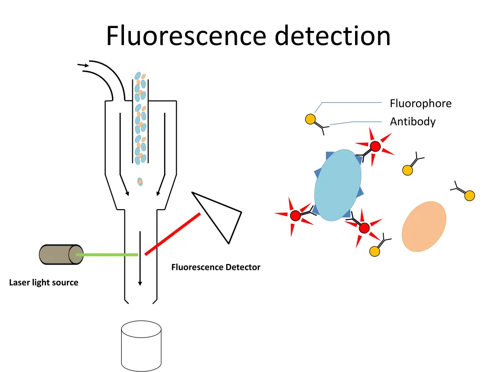 fluorescence detection