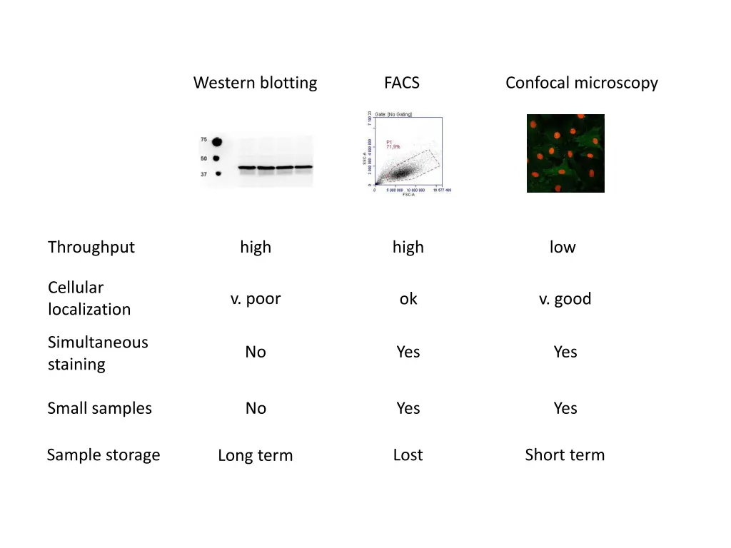 western blotting