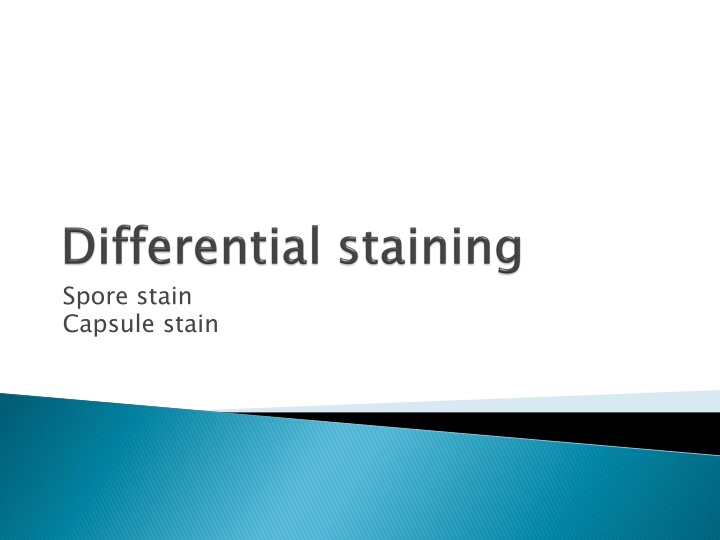 spore stain capsule stain