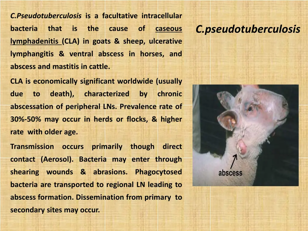 c pseudotuberculosis is a facultative