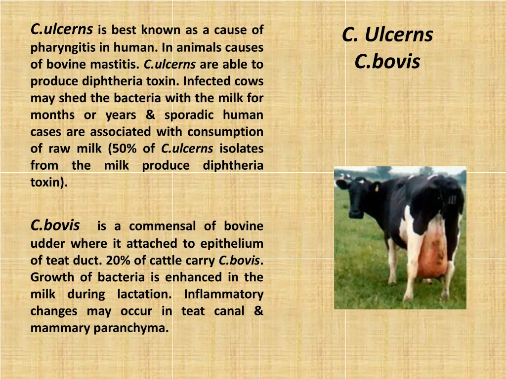 c ulcerns is best known as a cause of pharyngitis