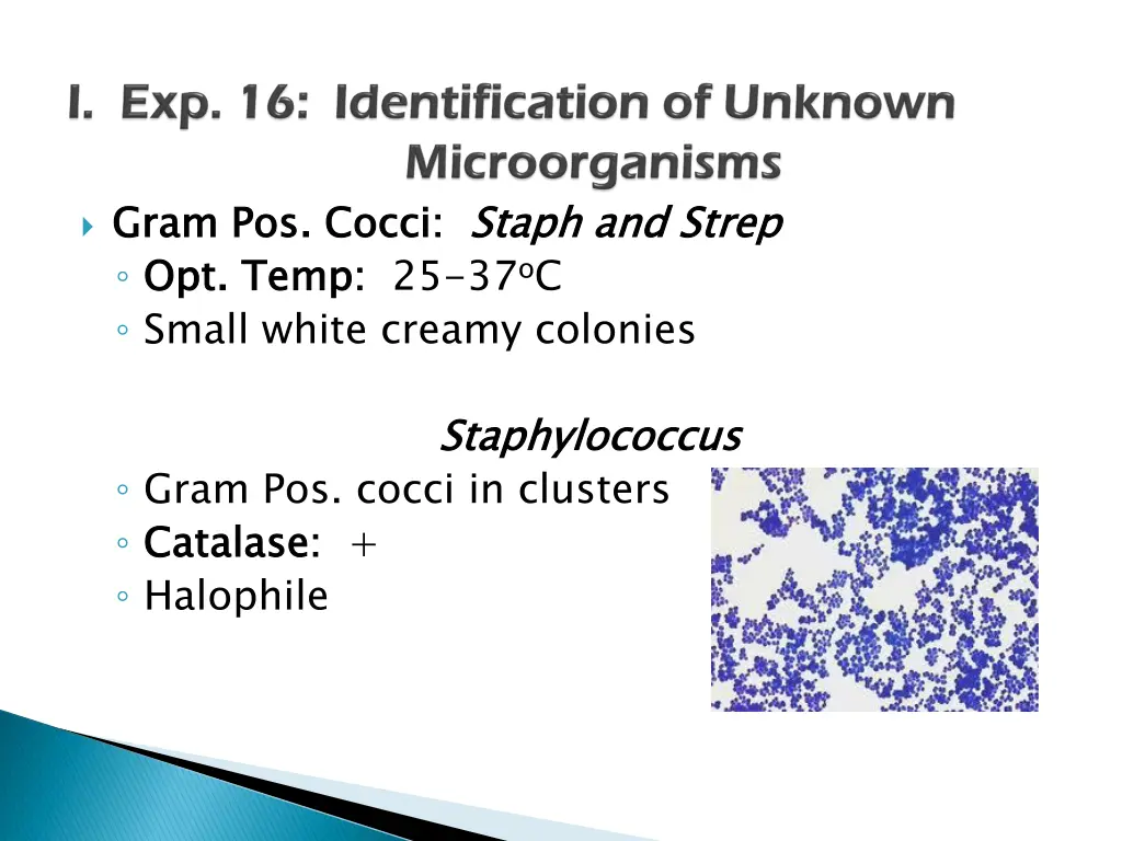 gram pos opt temp small white creamy colonies
