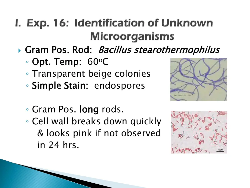 gram pos rod opt temp transparent beige colonies