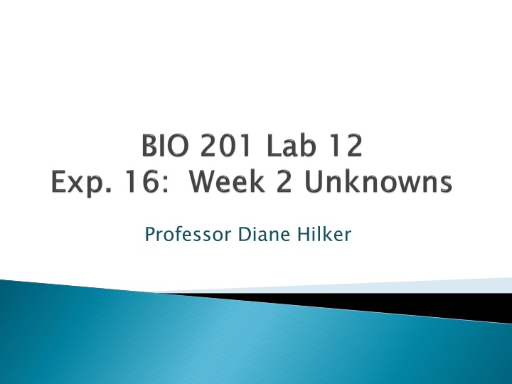 professor diane hilker
