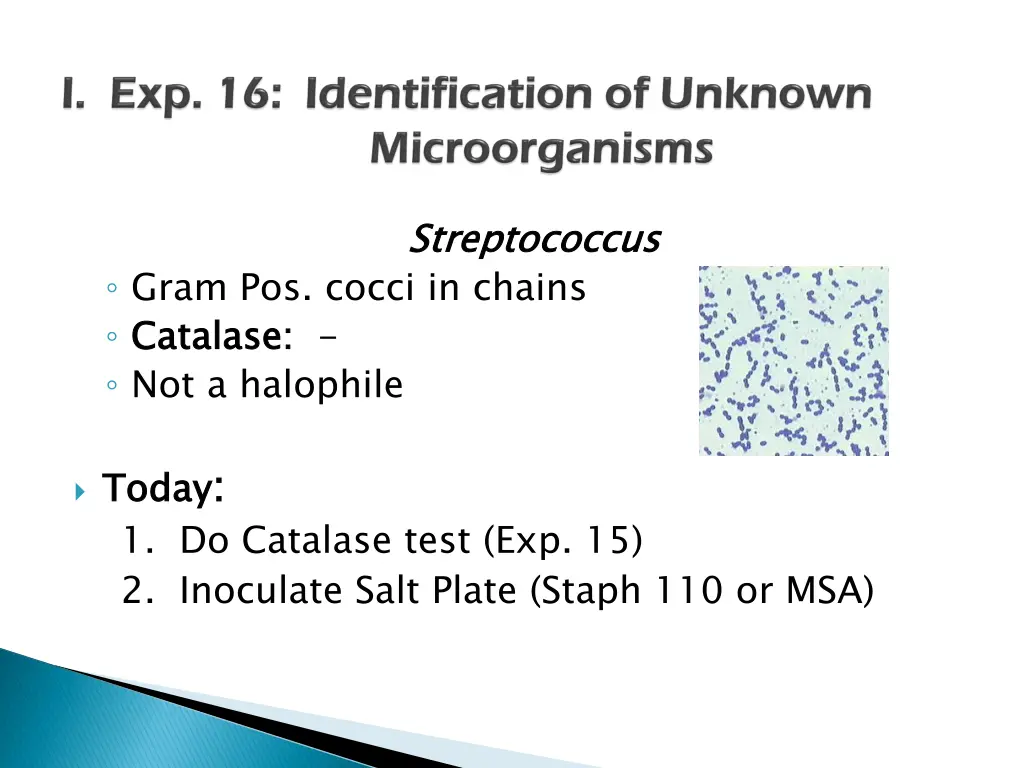 streptococcus