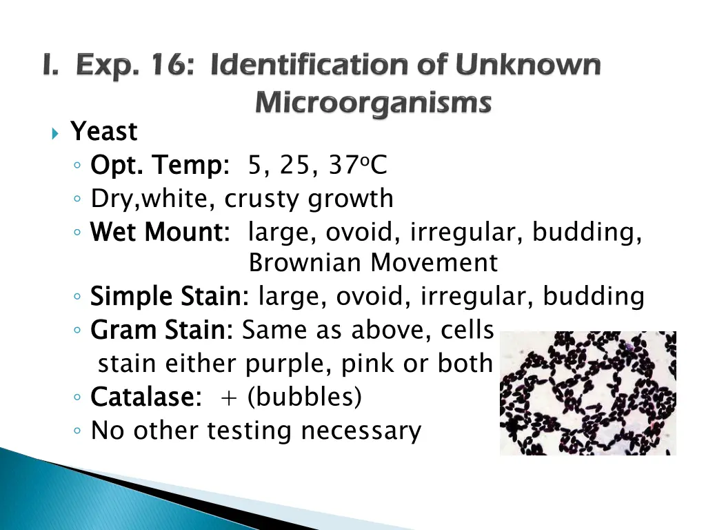 yeast opt temp dry white crusty growth wet mount