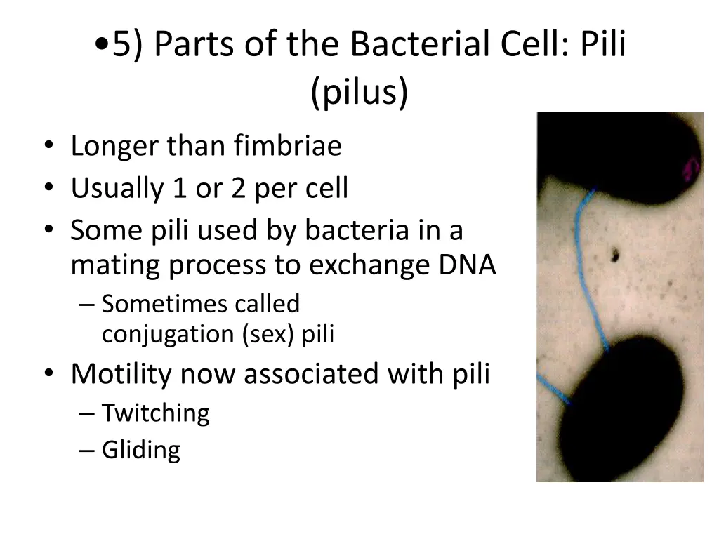5 parts of the bacterial cell pili pilus longer