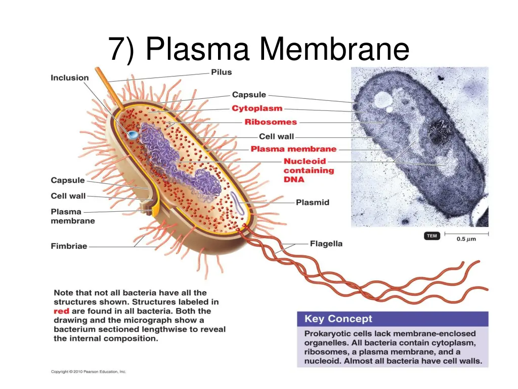 7 plasma membrane
