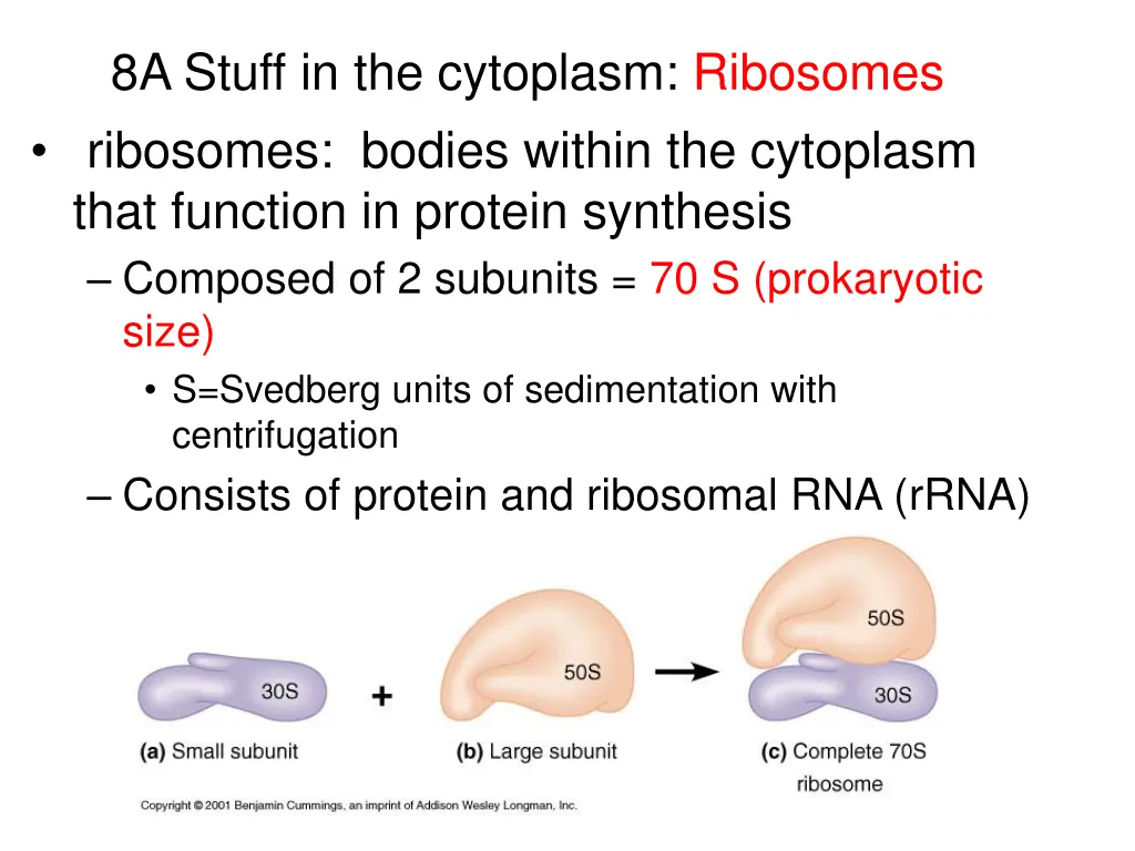 8a stuff in the cytoplasm ribosomes ribosomes