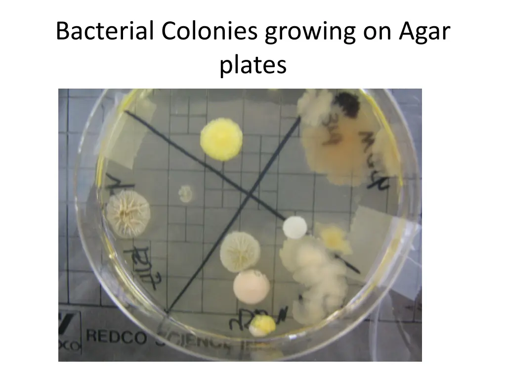 bacterial colonies growing on agar plates