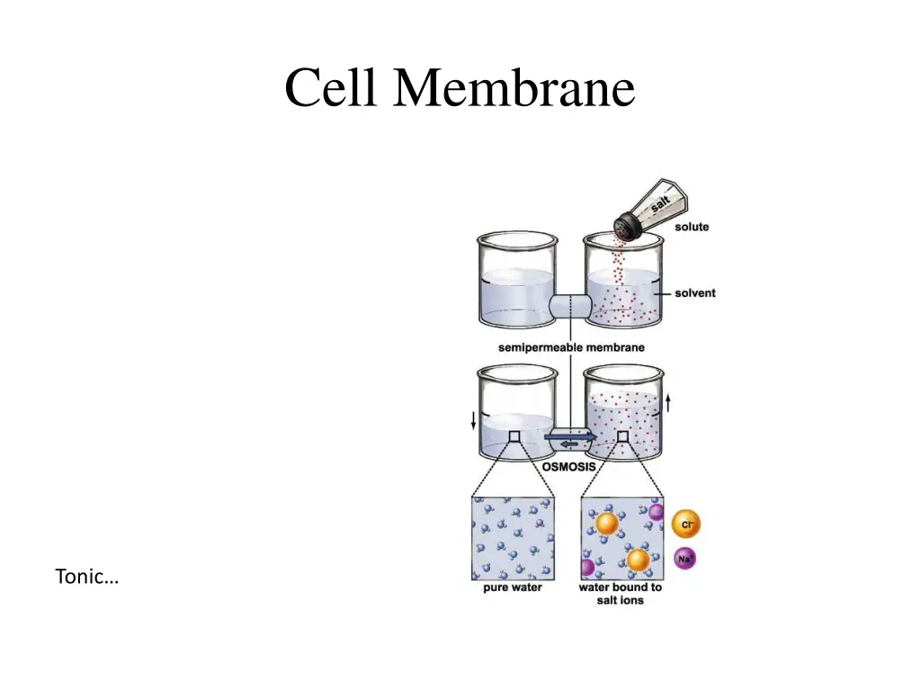 cell membrane 1