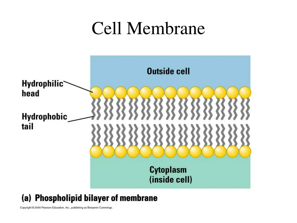 cell membrane
