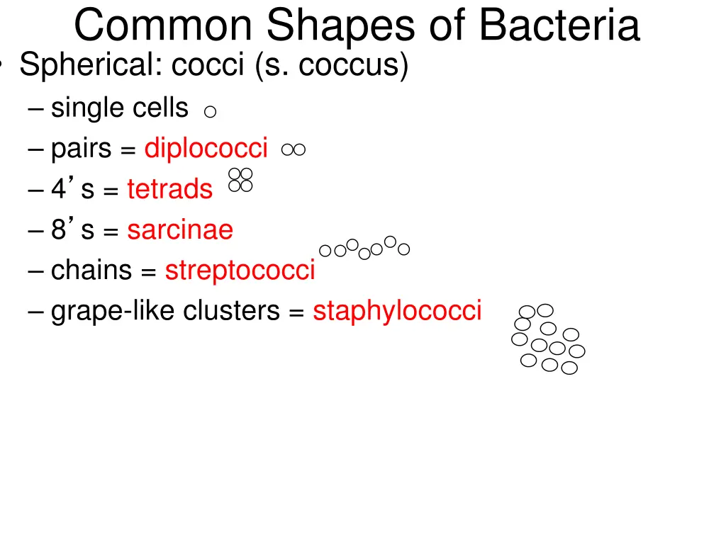 common shapes of bacteria spherical cocci
