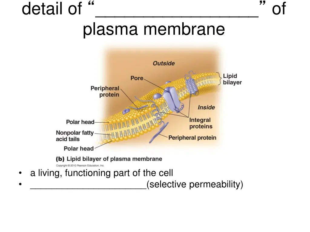 detail of of plasma membrane