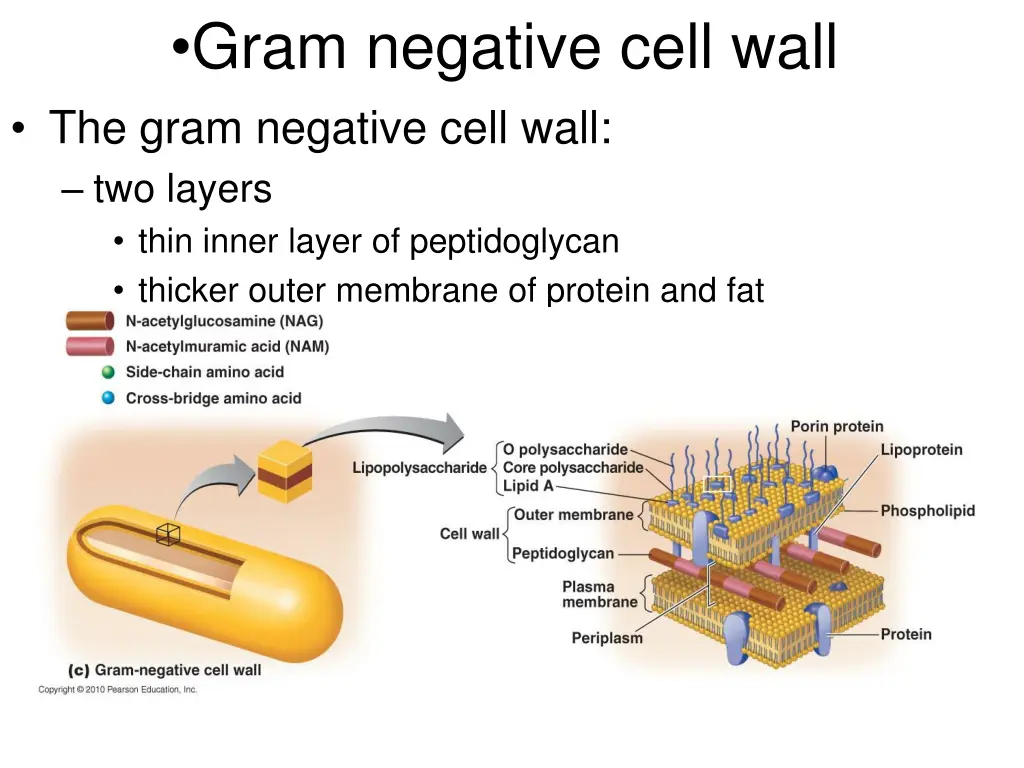 gram negative cell wall the gram negative cell
