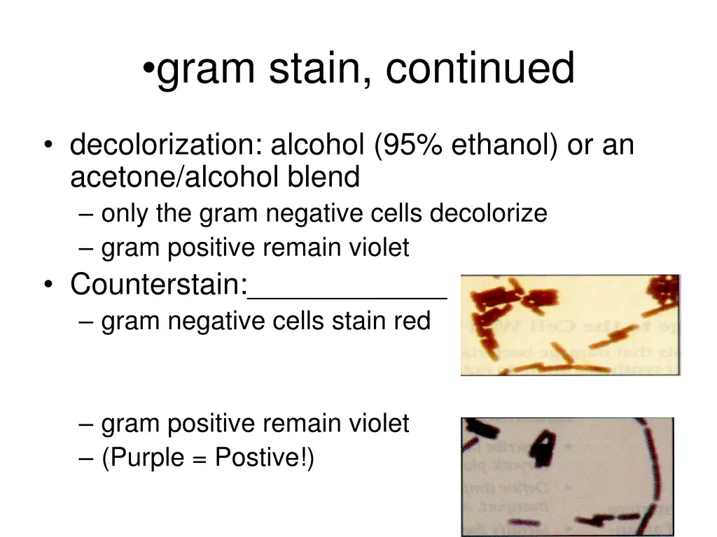 gram stain continued